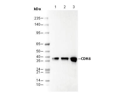 CDK6 Antibody
