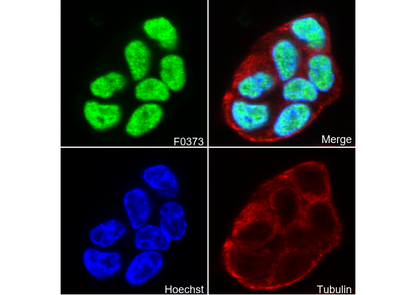 CTCF Antibody