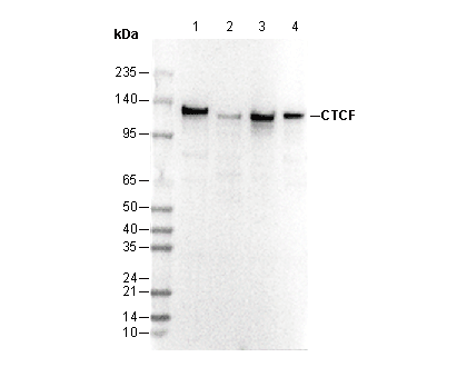 CTCF Antibody