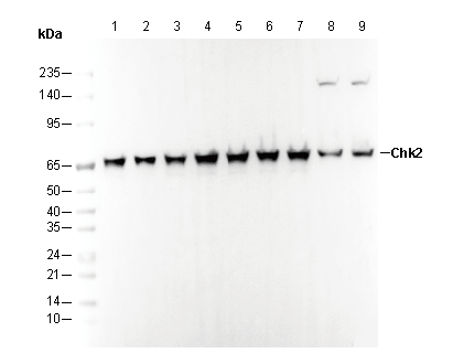 Chk2 Antibody