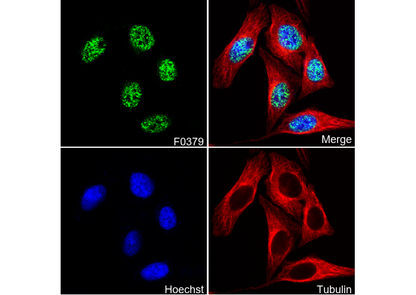 G9a/EHMT2 Antibody