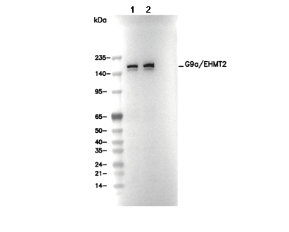 G9a/EHMT2 Antibody