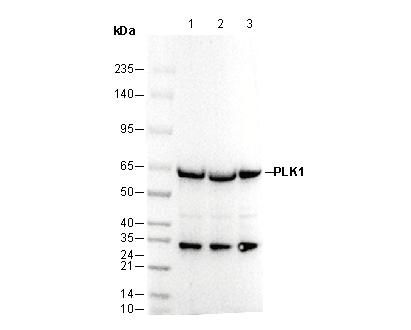 PLK1 Antibody