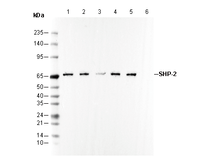 SHP2 Antibody