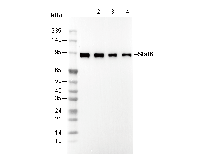STAT6 Antibody