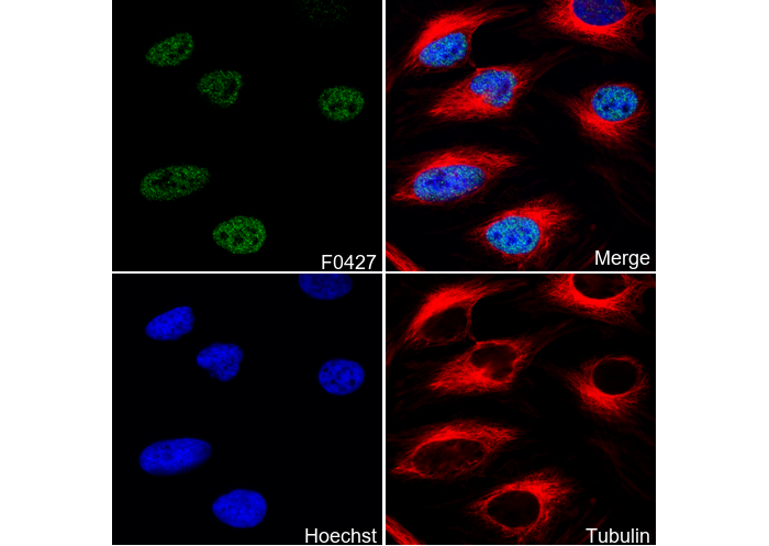 CDK9 Antibody