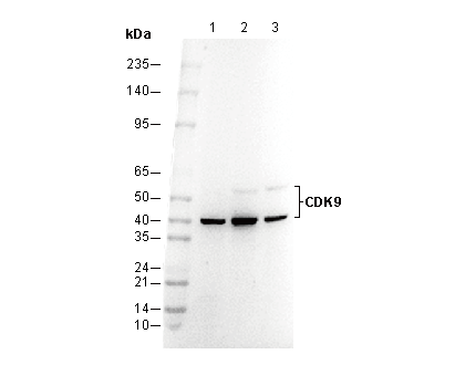 CDK9 Antibody