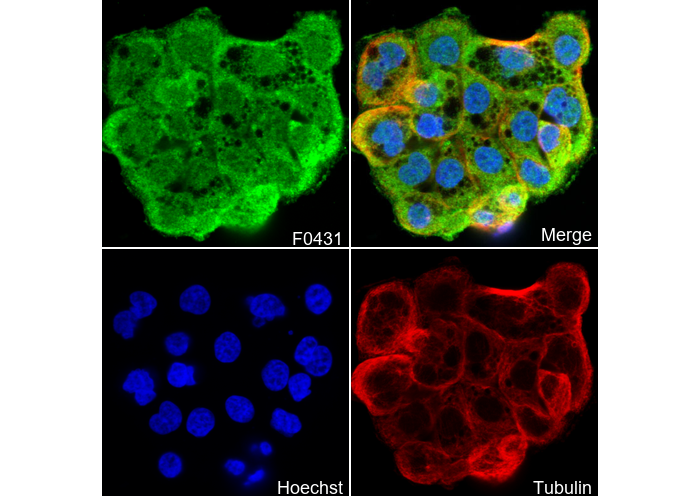 FAK Antibody