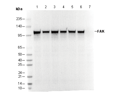 FAK Antibody
