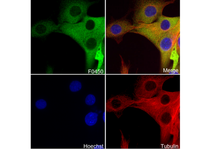 Phospho-NDRG1 (Thr346) Antibody