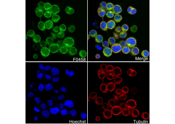 Zap-70 Antibody