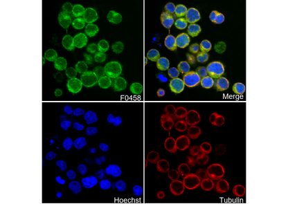 Zap-70 Antibody
