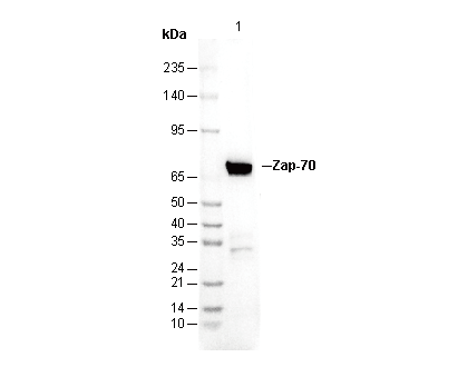 Zap-70 Antibody