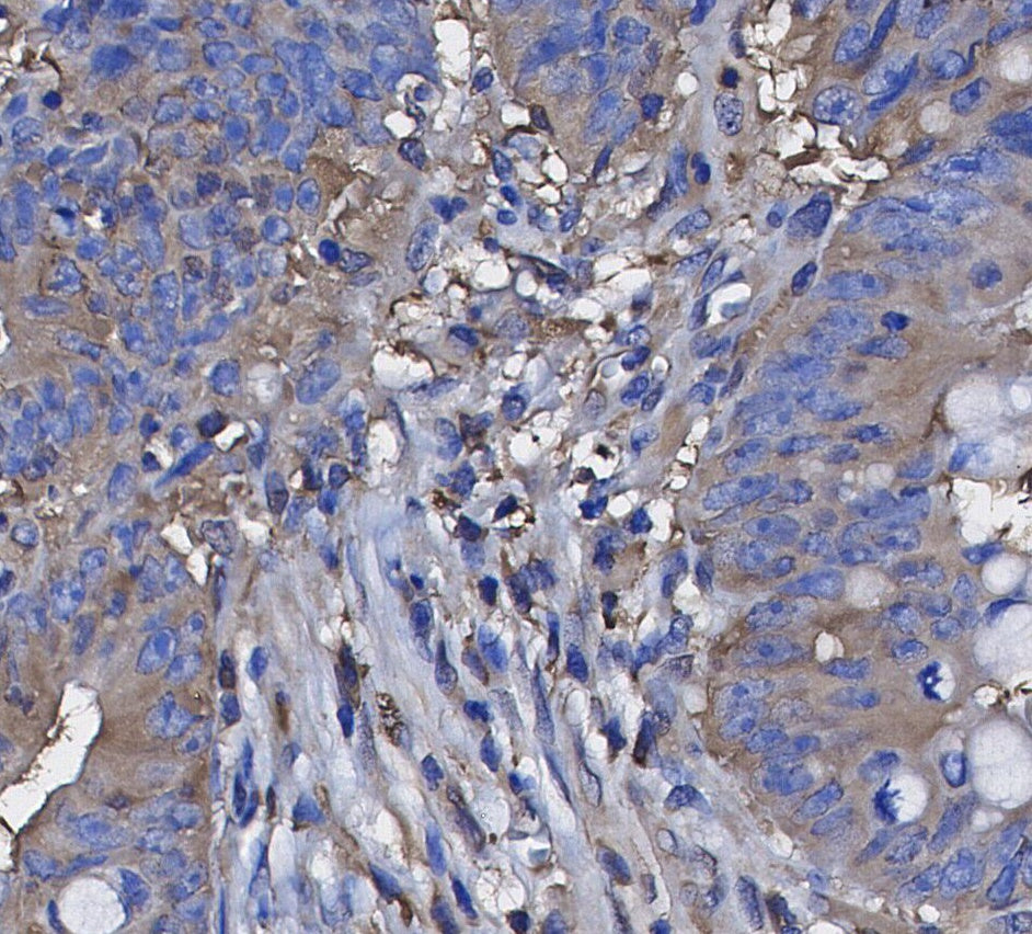 Caspase1 Antibody