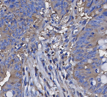 Caspase1 Antibody