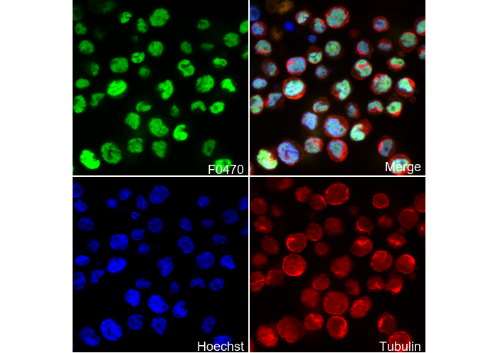 C/EBPα Antibody