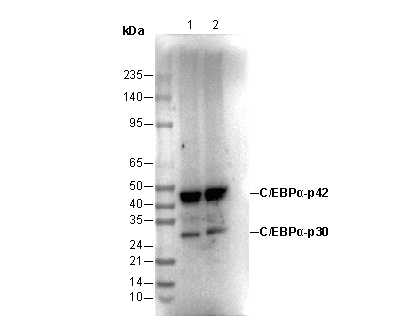 C/EBPα Antibody