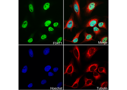 CBP Antibody