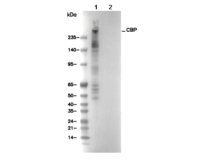 CBP Antibody
