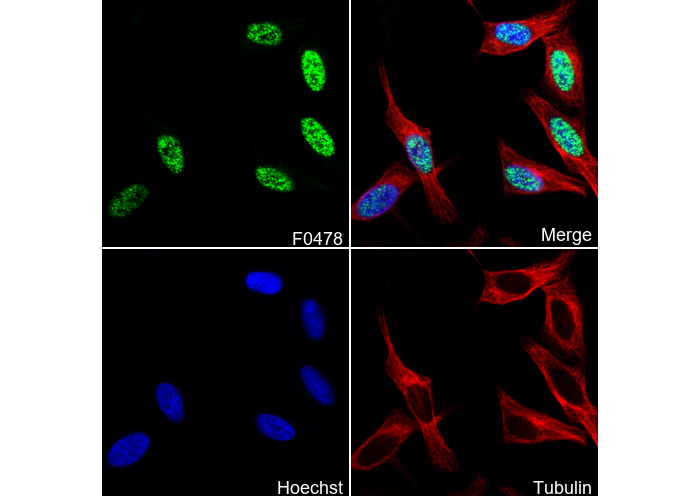 GATA-6 Antibody