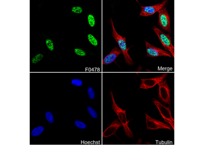 GATA-6 Antibody