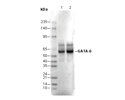 GATA-6 Antibody