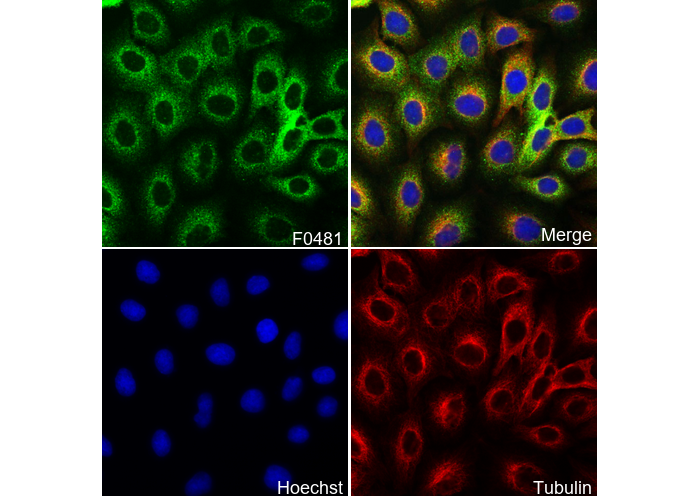 HDAC6 Antibody