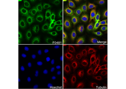 HDAC6 Antibody