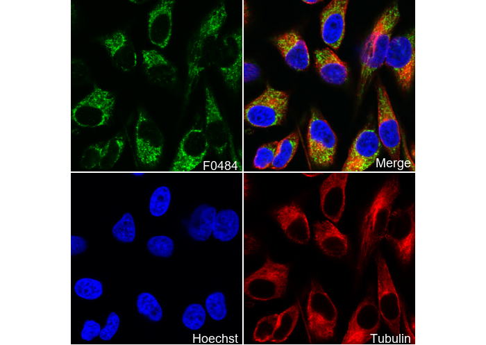 KEAP1 Antibody