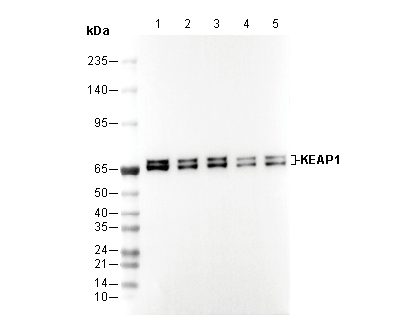 KEAP1 Antibody