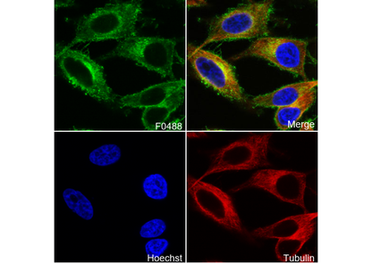 Notch2 Antibody