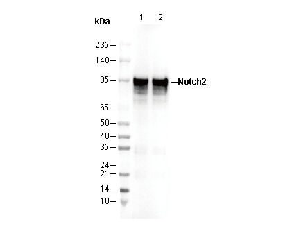 Notch2 Antibody