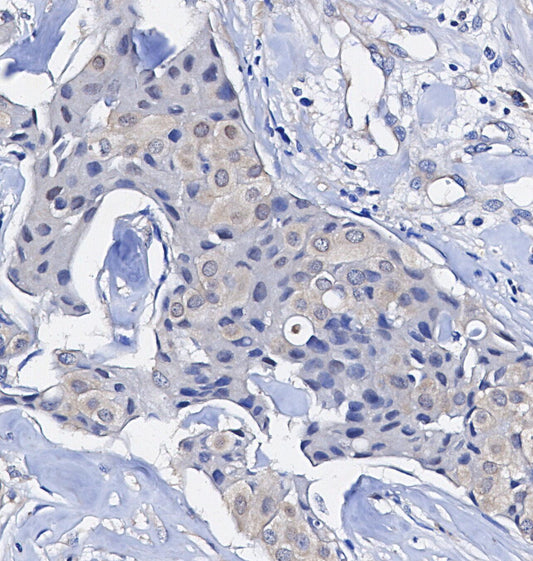 PDCD4 Antibody