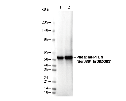 Phospho-PTEN (Ser380/Thr382/383) Antibody