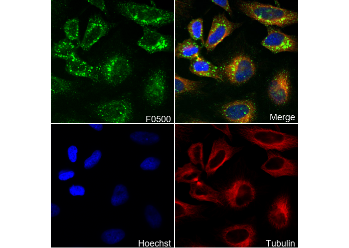 Phospho-RIP (Ser166) Antibody