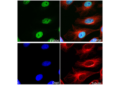 RING1B Antibody