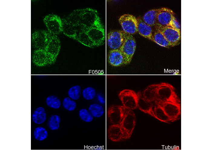 RIP3 Antibody