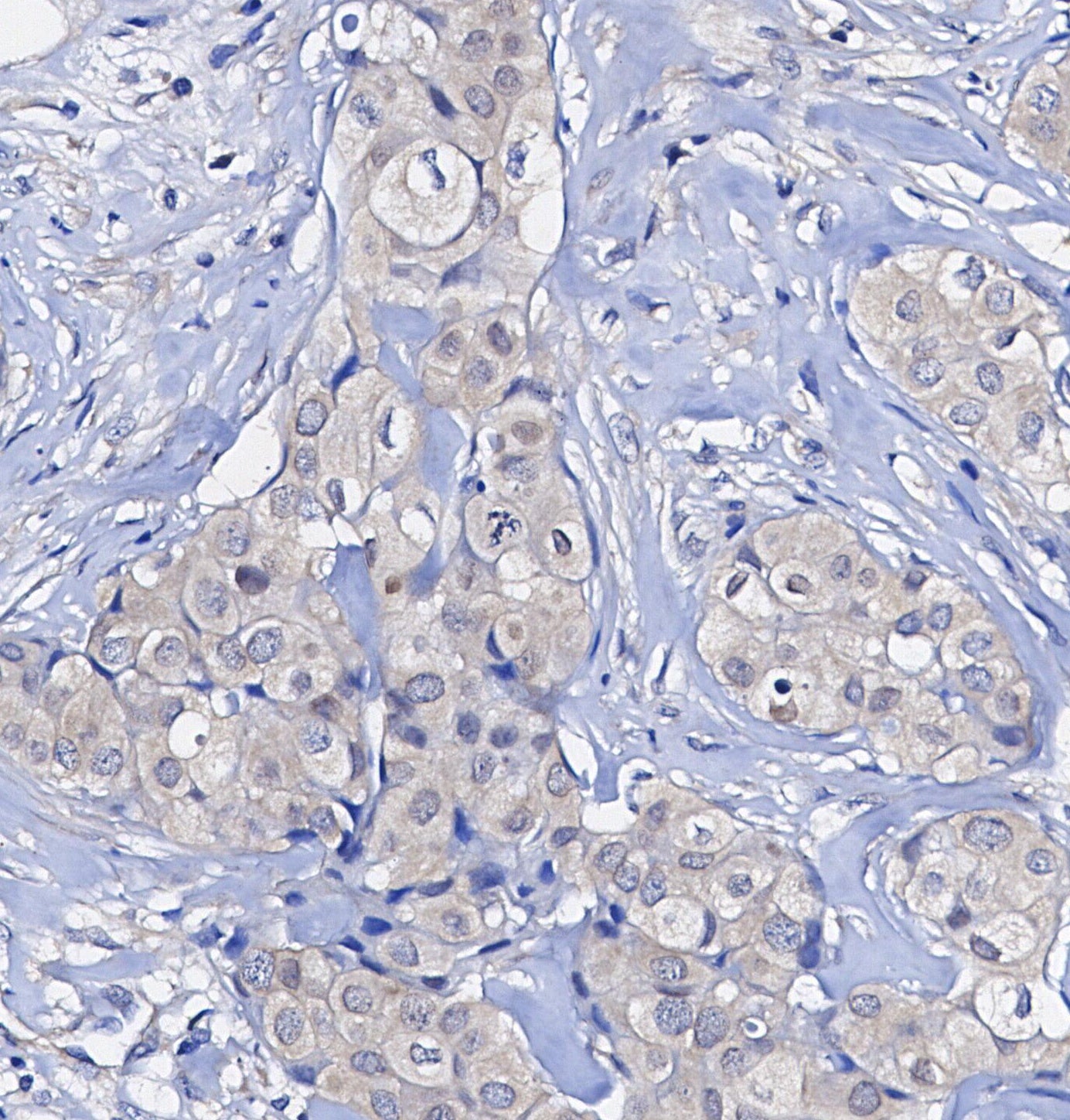 SP1 Antibody