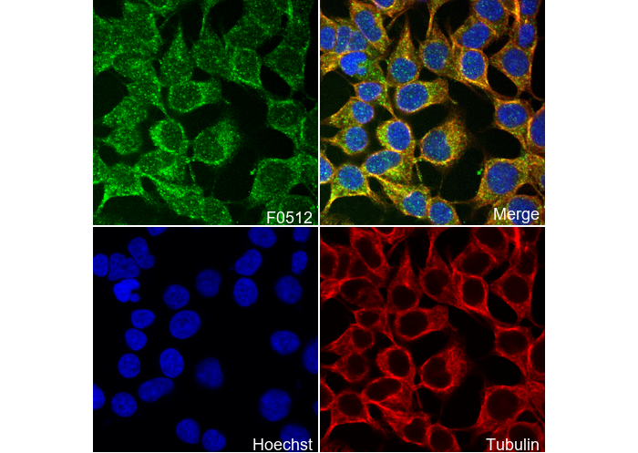 Stat5 Antibody