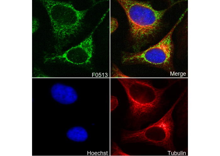 TOMM20 Antibody