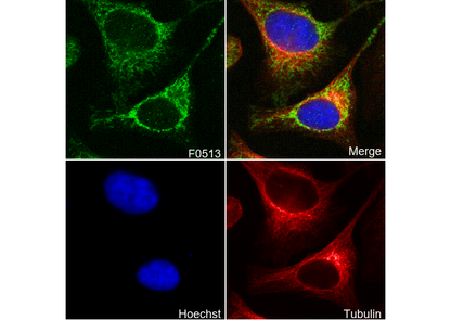 TOMM20 Antibody
