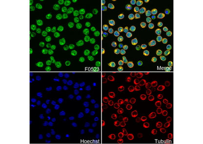 Lamin B1 Antibody