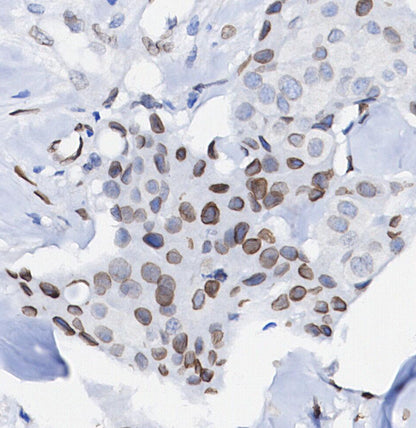 Lamin B1 Antibody