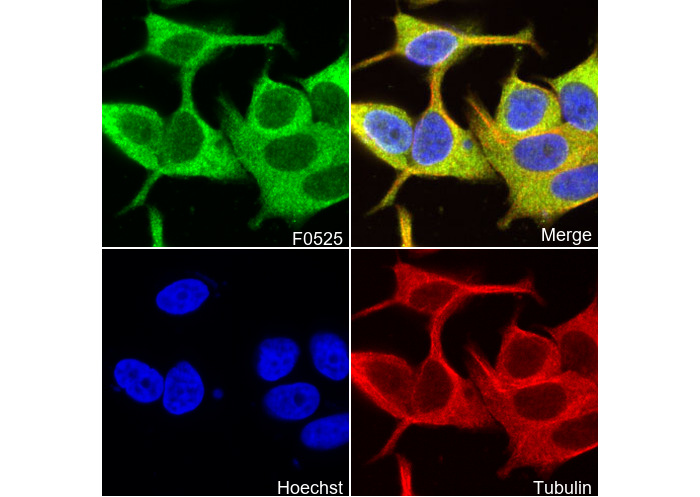 NAK/TBK1 Antibody