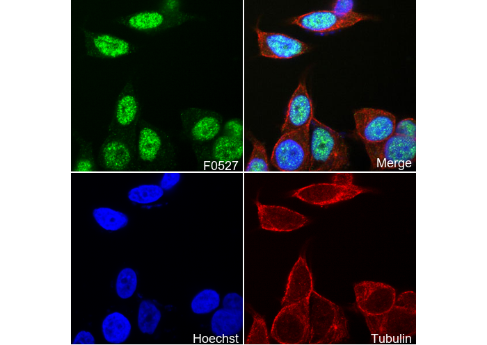 Ubiquitin (linkage-specific Lys48) Antibody