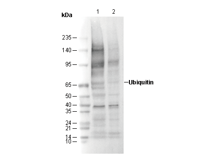 Ubiquitin (linkage-specific Lys63) Antibody