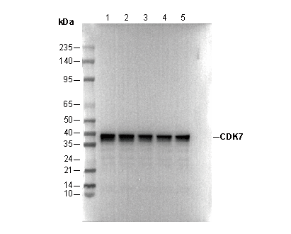 CDK7 Antibody