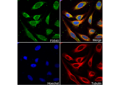 Huntingtin Antibody