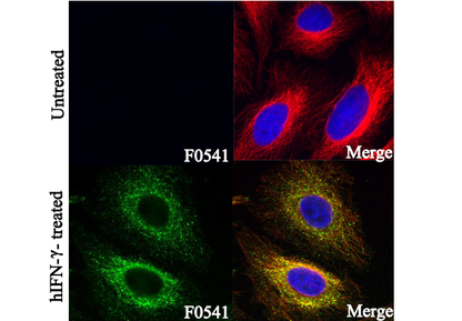 IDO Antibody