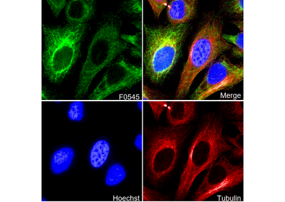 Keratin 8/18 Antibody